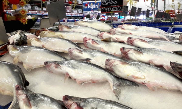 Xuất khẩu cá thịt trắng, cá tra vào Trung Quốc gặp nhiều khó khăn