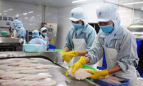 Xuất khẩu cá tra vào ASEAN gặp khó