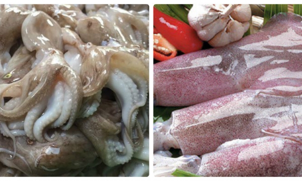 Hàn Quốc tăng nhập khẩu mực, bạch tuộc chế biến từ Việt Nam
