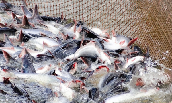Xuất khẩu cá tra năm 2021 gặp khó do đại dịch Covid-19