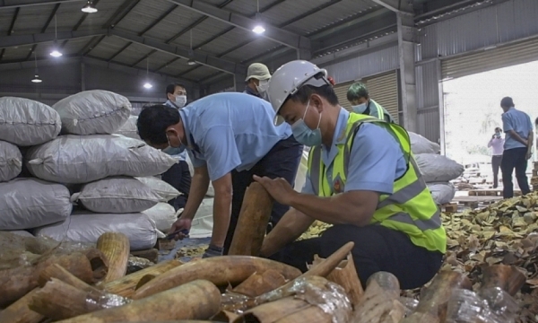 Bắt vụ nhập lậu hơn 6,6 tấn ngà voi và vẩy tê tê tại cảng Tiên Sa Đà Nẵng