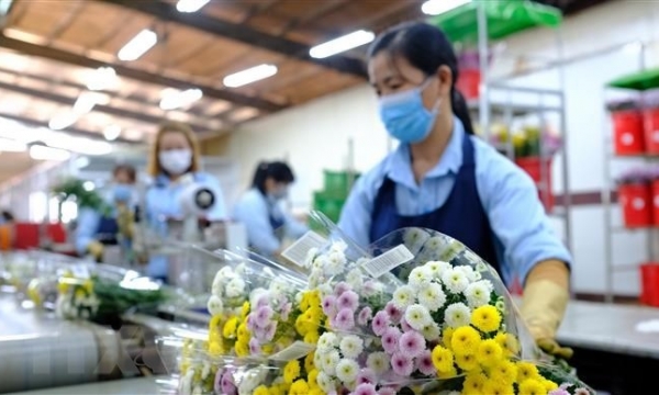 Việt Nam là nước đầu tiên được phép sử dụng hoạt chất thay thế để xử lý cho hoa cắt cành xuất khẩu vào Úc
