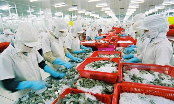 Doanh nghiệp xuất khẩu tôm sang Nga đang gặp khó về khâu thanh toán