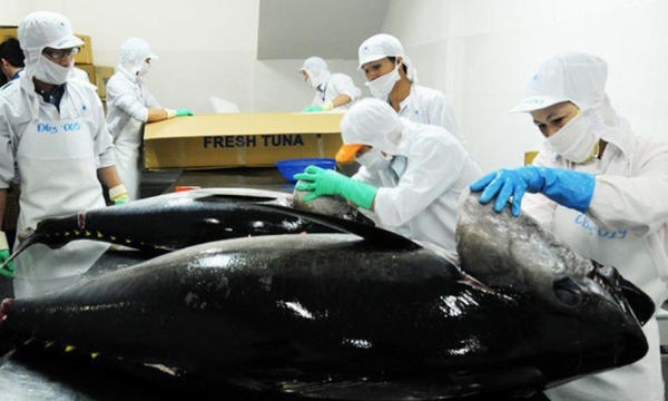 Hai tháng đầu năm xuất khẩu cá ngừ tăng 82% so với cùng kỳ