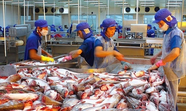 Doanh nghiệp cá tra đặt mục tiêu kinh doanh “khủng”