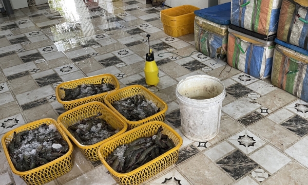 Kiên Giang: Phát hiện cơ sở bơm tạp chất vào Tôm sú