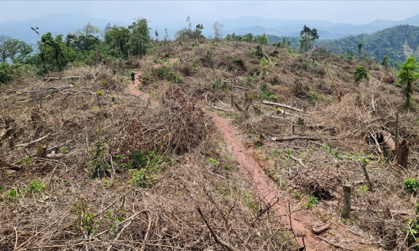 Bộ NN&PTNT đề nghị xử lý nghiêm tình trạng phá rừng trái phép tại Quảng Trị