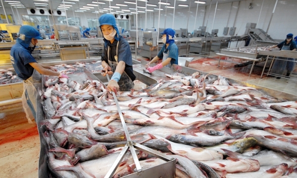 Doanh nghiệp đẩy mạnh xuất khẩu cá tra sang các thị trường tiềm năng