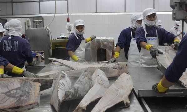 Xuất khẩu cá ngừ sang Hà Lan tăng 81%