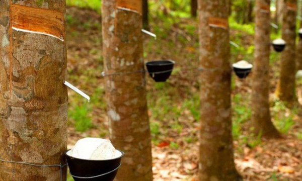 Xây dựng hệ thống chứng chỉ rừng để phát triển ngành cao su vươn tầm thế giới