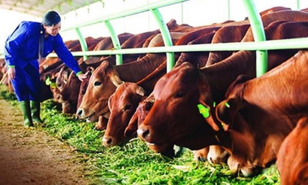 Xây dựng chuỗi liên kết trong sản xuất, tiêu thụ sản phẩm bò thịt an toàn