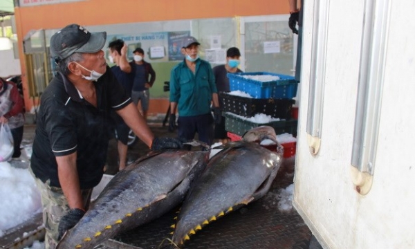 Xuất khẩu cá ngừ dự kiến chạm kỷ lục trên 1 tỷ USD