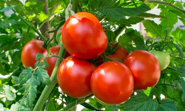 Quả cà chua và 'nhà máy dinh dưỡng'