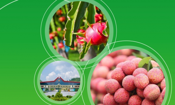 Hướng dẫn xuất khẩu rau quả chính ngạch sang thị trường Trung Quốc
