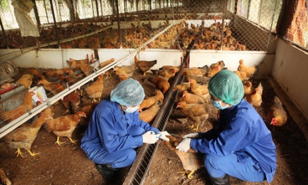Quảng Ngãi phát hiện ổ dịch cúm A/H5N1 với đàn gà 3.300 con