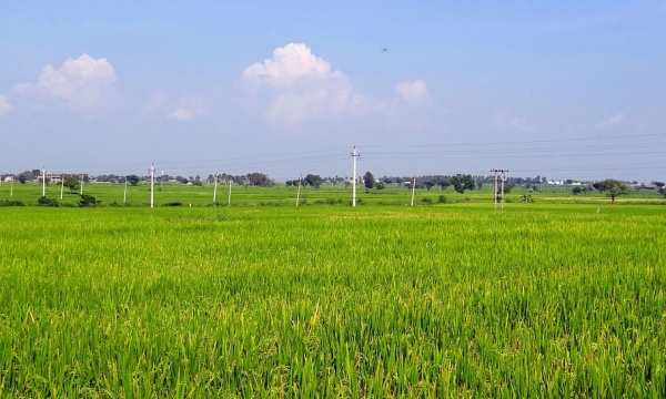 Hạn chế chuyển đổi đất chuyên trồng lúa nước sang đất phi nông nghiệp