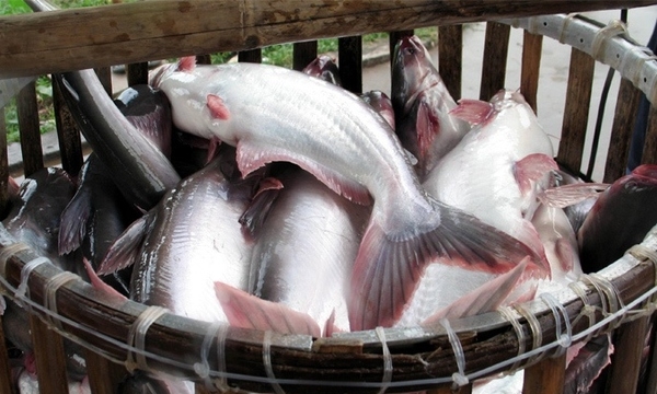 Hoa Kỳ công bố kết quả cuối cùng thuế chống bán phá giá cá tra Việt Nam giai đoạn POR18