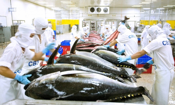Xuất khẩu cá ngừ tăng tốc trong tháng 8/2022
