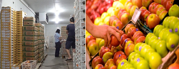 Cách lựa chọn trái cây nhập khẩu chuẩn an toàn, đảm bảo chất lượng