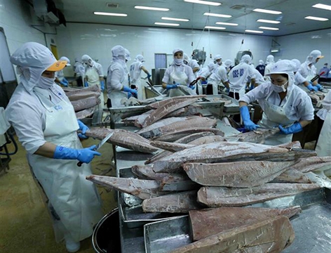 Xuất khẩu cá ngừ trên đường lập đỉnh 1 tỷ USD