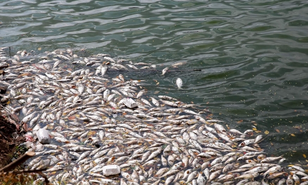 Hiện tượng cá chết hồ tây vẫn tiếp diễn, người dân khổ sở vì bốc mùi hôi thối