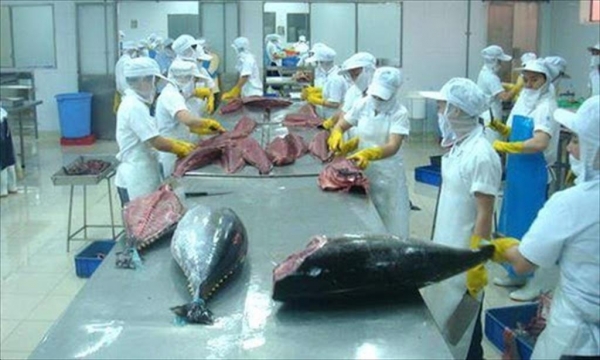 Xuất khẩu cá ngừ trong tháng 10 đã chững lại
