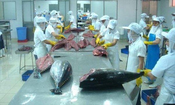 Xuất khẩu cá ngừ sang Tây Ban Nha tăng vào dịp cuối năm