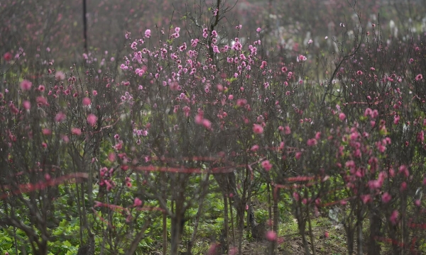 Hoa đào Nhật Tân khoe sắc thắm đón mùa xuân về