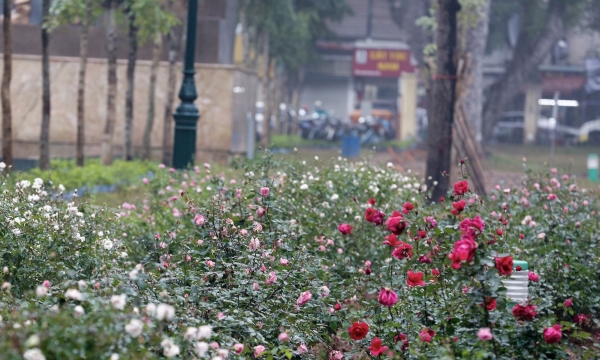 Ngắm hơn 10.000 cây hoa hồng thay rào sắt tại công viên Thống Nhất