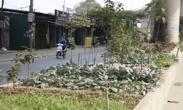 Tuyến đường sắt Nhổn – ga Hà Nội biến thành nơi tập kết rác, trồng rau