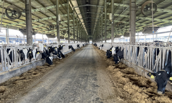 Xử phạt trang trại bò sữa công nghệ cao Phú Yên 560 triệu đồng vì vi phạm môi trường