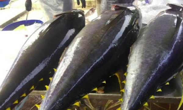 Xuất khẩu cá ngừ sang Tây Ban Nha “khởi sắc” trong tháng 2