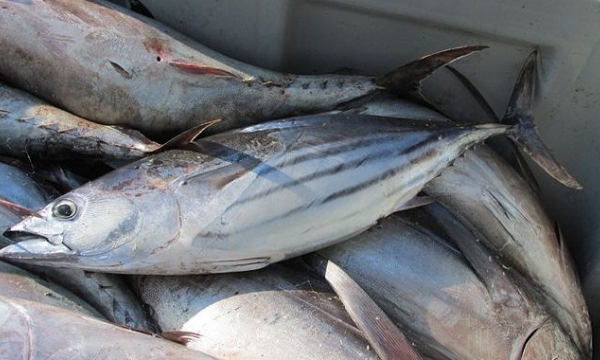 Xuất khẩu cá ngừ sang Mỹ giảm 53% trong quý 1