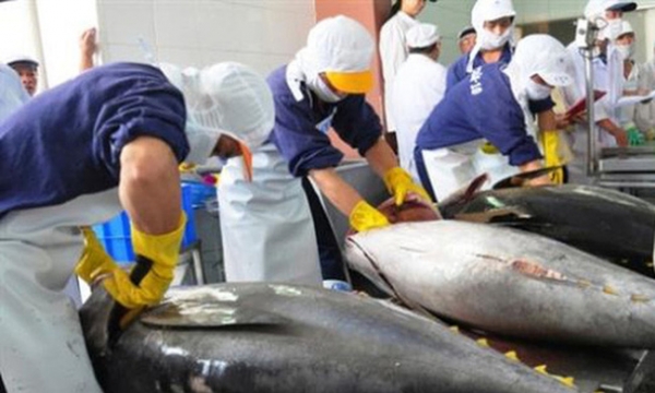 Doanh nghiệp xuất khẩu cá ngừ đối mặt với nhiều thách thức