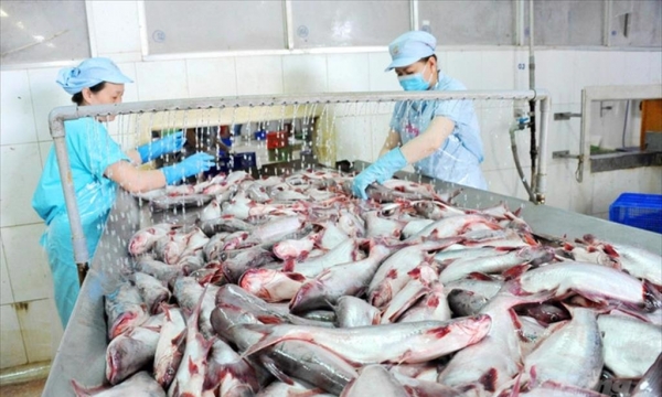 Xuất khẩu cá tra 4 tháng đầu năm sụt giảm ở nhiều thị trường
