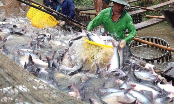 Xuất khẩu cá tra chịu nhiều áp lực