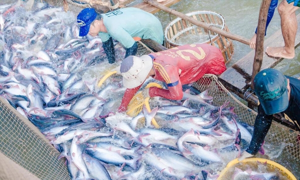 VASEP: Mức sụt giảm xuất khẩu cá tra tháng 6 đã thu hẹp dần