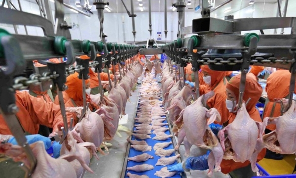 Phấn đấu xuất khẩu được thịt gà chế biến sang các thị trường Nhật Bản, Hồng Kông