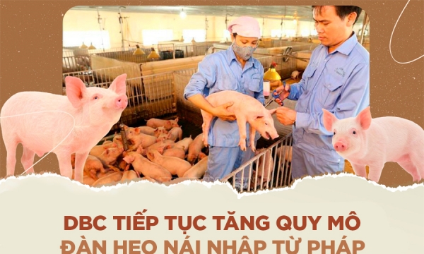 DBC tiếp tục tăng quy mô đàn heo nái nhập khẩu từ Pháp