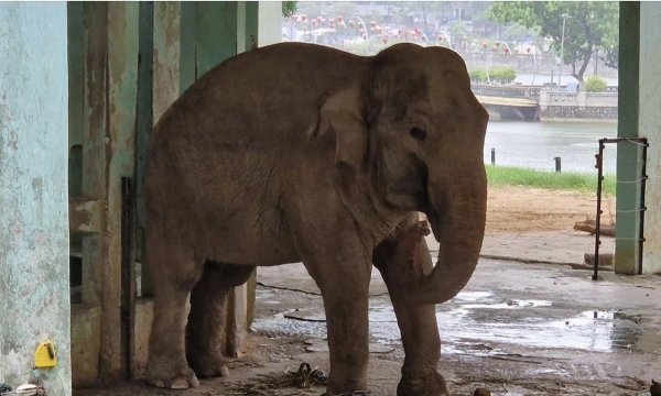 Hình ảnh 2 chú voi bị xiềng xích chân in hằn vết ở vườn thú Hà Nội