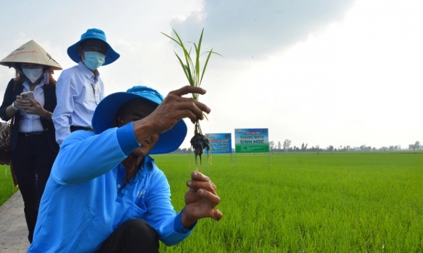 Lạng Sơn: Mở rộng các mô hình khuyến nông, nâng cao chất lượng sản phẩm