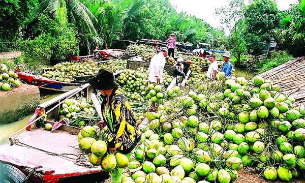 Cơ hội tỷ đô cho trái dừa Việt Nam