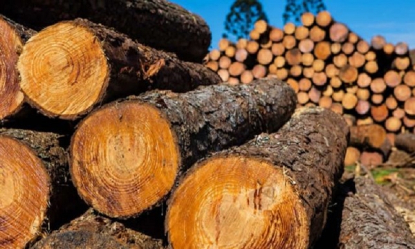 Loại gỗ Việt Nam giá cả tỷ đồng/khối được quý như 'báu vật', người Trung Quốc ráo riết săn lùng, mùi hương quý hiếm bậc nhất