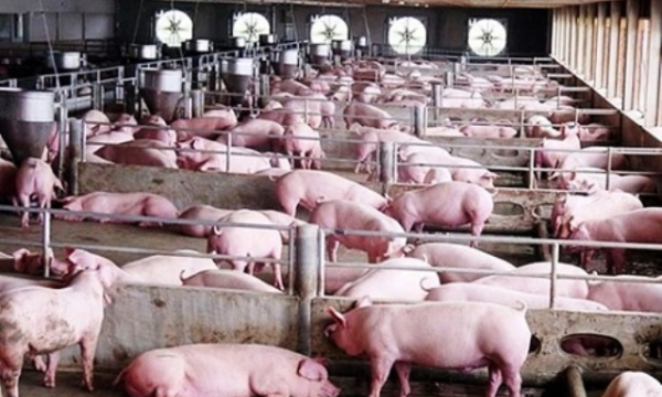 Đồng Nai: Phát hiện hơn 300 trại chăn nuôi lớn không phép tại Đồng Nai