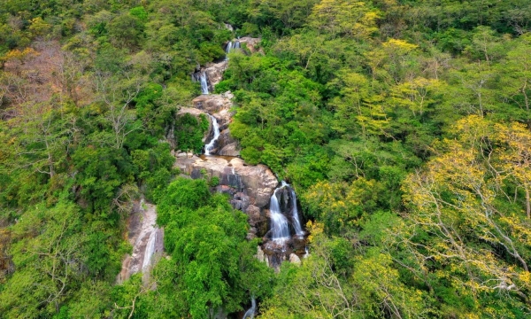 Tỉnh Ninh Thuận quyết định số phận 12ha rừng tại vườn quốc gia Núi Chúa