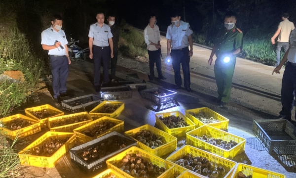 Lạng Sơn: Liên tiếp phát hiện gà giông nhập lậu qua biên giới