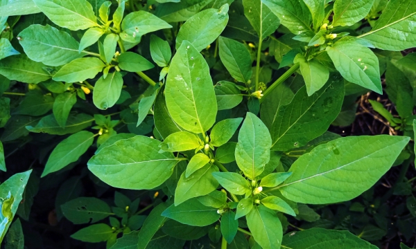 Loại rau được thế giới ca ngợi là rau “trường thọ” hóa ra lại mọc đầy vườn quê Việt Nam: “Vũ khí” chống ung thư và bệnh tiểu đường cực hiệu quả