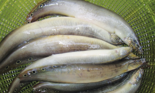 Loại cá được Đông y gọi là “nhân sâm nước”, giàu canxi gấp 6 lần cá chép, 10 lần mực, chống cả ung thư
