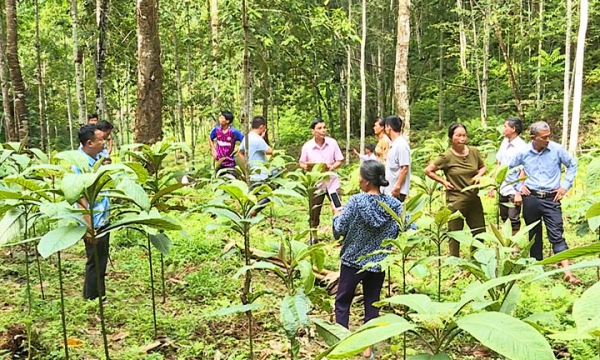 Bộ NN&PTNT: Phát triển dược liệu, du lịch dưới tán rừng