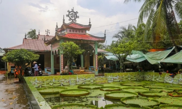 Độc đáo ngôi chùa hơn trăm tuổi, rộng 5.000m2 ở Việt Nam 'nuôi' loại lá sen khổng lồ, “cõng” được người nặng tới 80kg